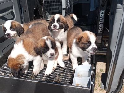 Saint Bernard Puppies