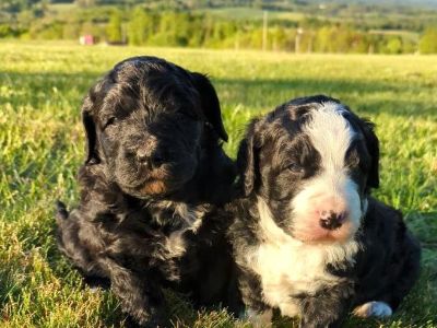 BerneDoodle Puppies for sale - Ready by Father's Day!