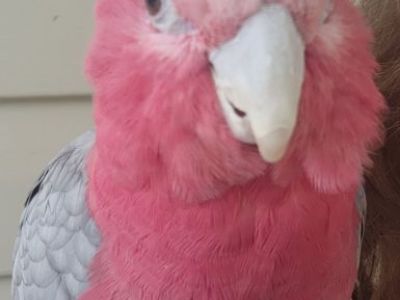 Rose Breasted Cockatoo