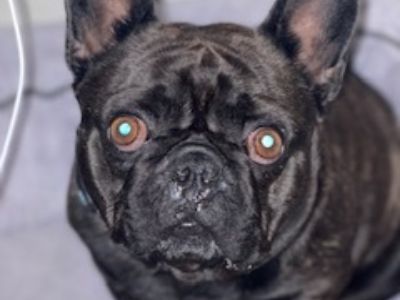 Zepplin - French Bulldog Male Dog for Adoption