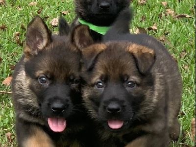 AKC German Shepherd Pups