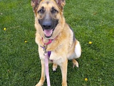 Lady - Mixed Breed (Large) Female Dog for Adoption