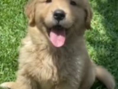 Diamond Golden Retriever Puppy