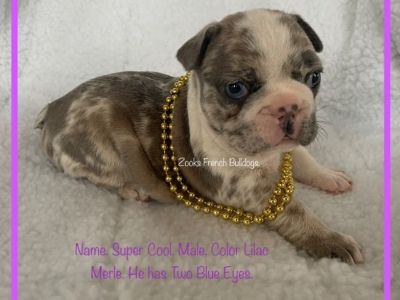 French Bulldog puppies available for Christmas