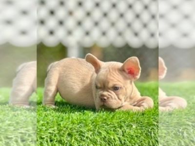 Lilac Male - Male French Bulldog Puppy for Sale