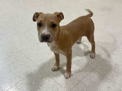 Sassy - Boxer Female Dog for Adoption