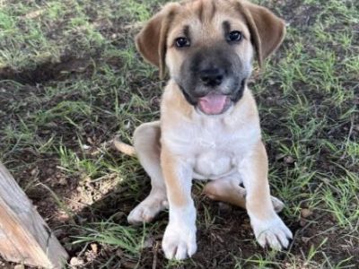 Smores - Labrador Retriever & Shar-Pei Mix Female Puppy for Adoption