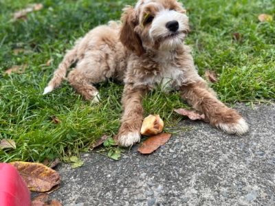 Puppy Mini Labradoodles Older Puppies