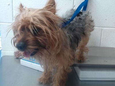 IGGY - Yorkie, Yorkshire Terrier Male Dog for Adoption