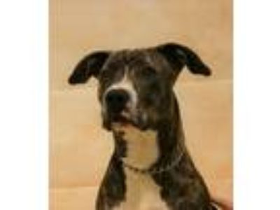 Adopt Nora a Boxer, Pit Bull Terrier