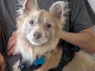 Wylie Coyote - American Eskimo Dog/Terrier (Unknown Type, Medium) Mix Male Dog for Adoption