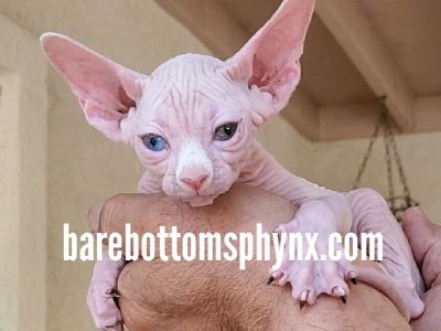 Sphynx kitten's available NOW# ready for Xmas