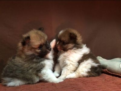Fox Pomeranian puppies for sale