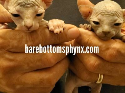 Sphynx kitten's available