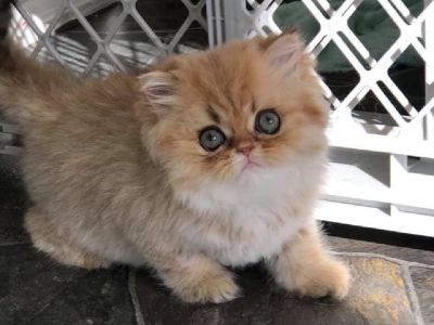 CFA Registered Golden Chinchilla Female Kitten