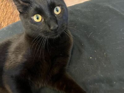 Looking for warm home for two beautiful cats