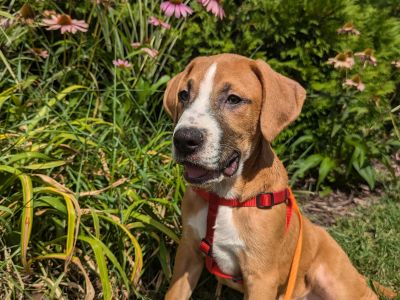 Donatello - Hound & Mastiff Mix Male Puppy for Adoption