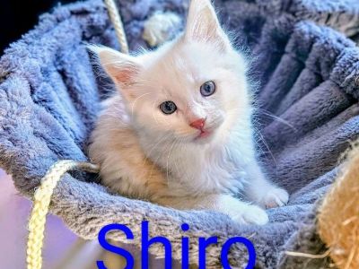 Maine Coon Kitten Rare White