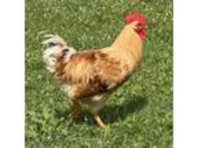 Adopt Woody a Chicken bird in Quakertown, PA (38702070)