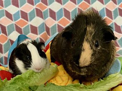 Bronco & Dawson - Guinea Pig Male for Adoption