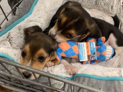 9 week old beagles