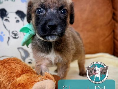 Short Rib Cochran - German Shepherd Dog & Labrador Retriever Mix Male Puppy for Adoption