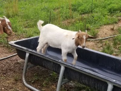Boer / Kiko Buckling for sale in Mt. Pleasant NC