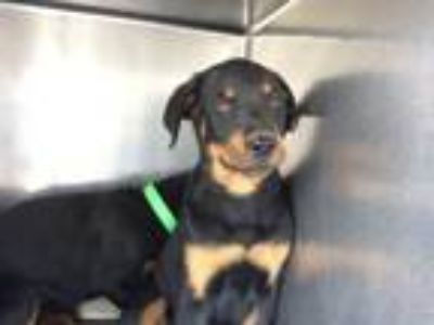 Adopt A230917 a Rottweiler, Mixed Breed