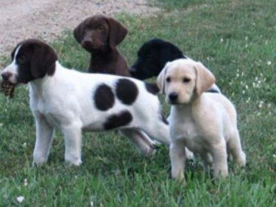 Labrador Hybrid Retriever Puppies & Started Shortador Dogs