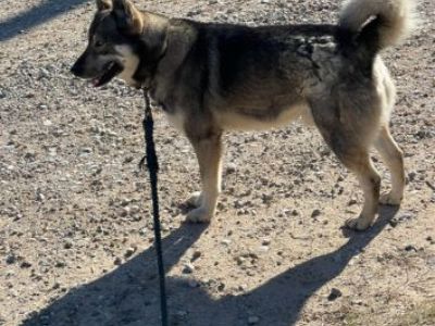 Free to good home wolf hybrids