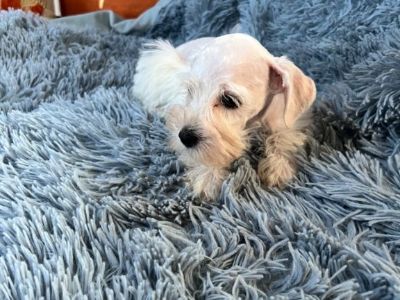 Minature schnauzer puppies