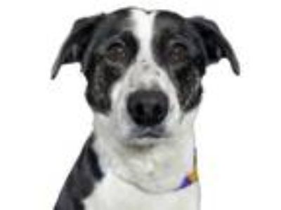 Adopt Roxy a Border Collie, Mixed Breed