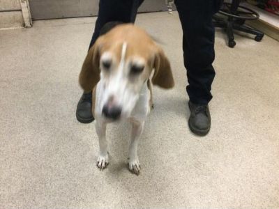 Dog - Treeing Walker Coonhound Male Dog for Adoption