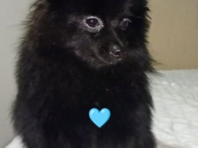 Pomeranian available