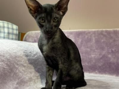 Aiya - Oriental Female Kitten For Sale