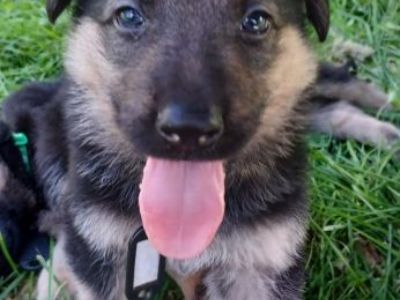 German shepherd puppies