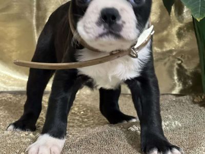 Dean - Boston Terrier Puppy For Sale in New York