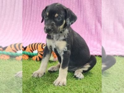 Tess 2025 F4 - Female Catahoula Leopard Dog Puppy for Sale