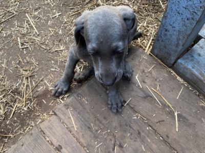 AKC Weimaraner puppies