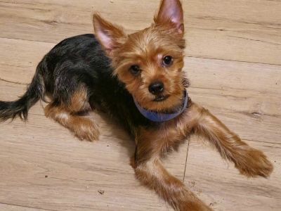 AKC male yorkie