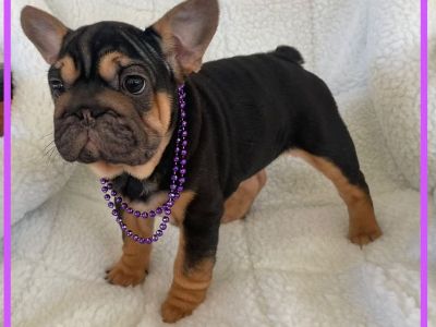 French Bulldog puppies available Now