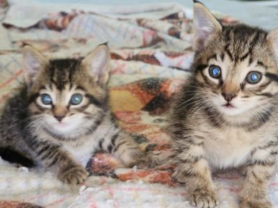 Tiny kittens $45