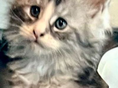 MaineCoon kittens