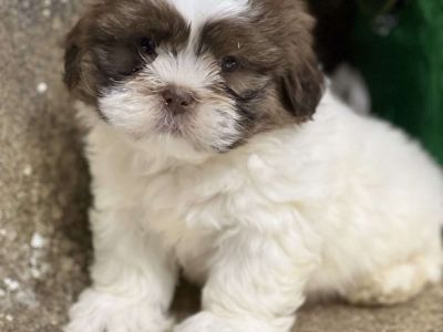Jack - Shih Tzu Puppy For Sale in New York