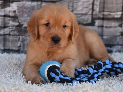 5 Male and 3 Female Golden Retriever Puppies for Sale