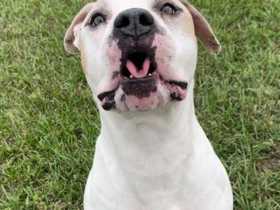 Zipp - American Bulldog Male Dog for Adoption