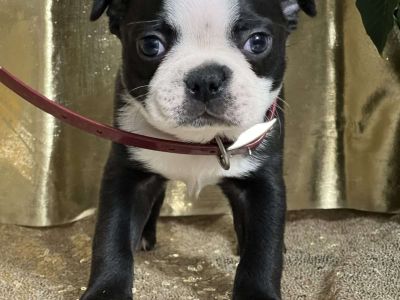 Delmar - Boston Terrier Puppy For Sale in New York