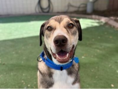 Oliver - Australian Cattle Dog/Mixed Breed (Medium) Mix Male Dog for Adoption