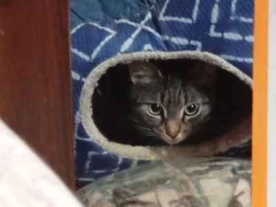 A Cat to a better home.