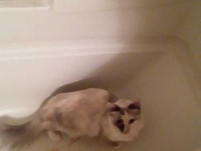 Free cats